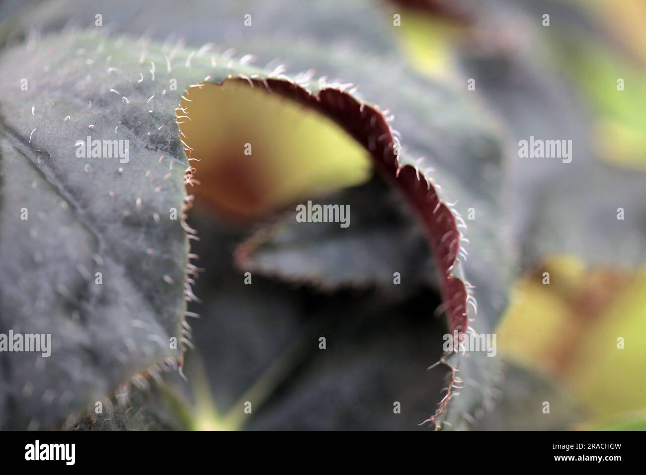 fond macro de feuille de bégonia rouge. arrière-plan de la nature Banque D'Images