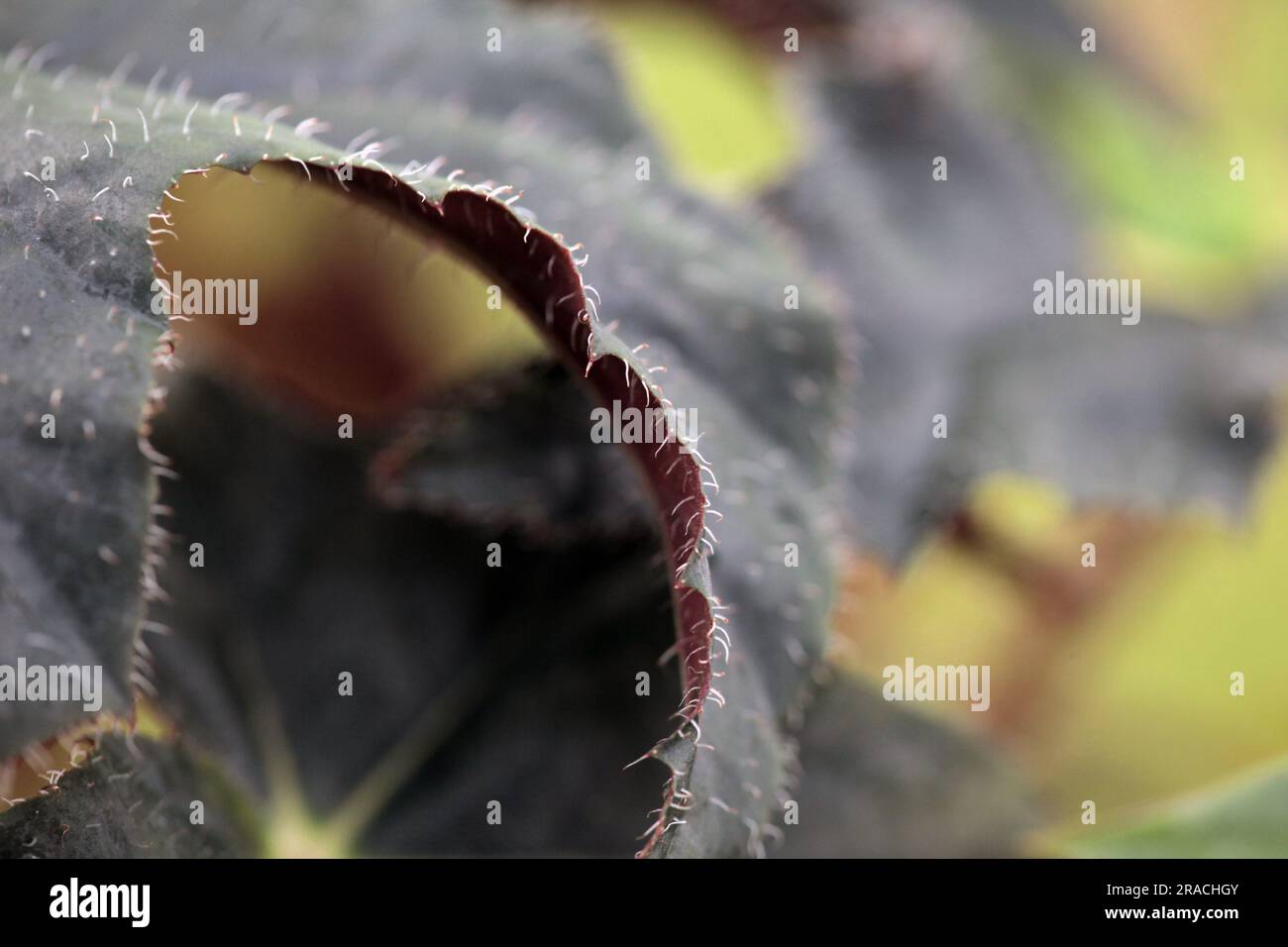 fond macro de feuille de bégonia rouge. arrière-plan de la nature Banque D'Images