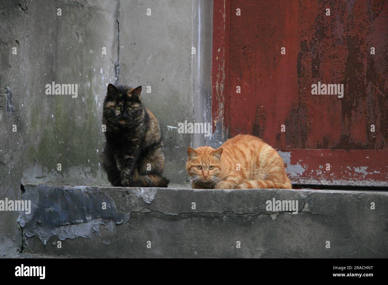 Chats errants dans la porte de la maison abandonnée à Hangzhou Chine Banque D'Images