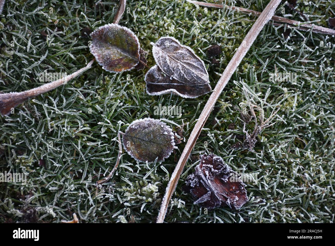 Feuilles et herbe avec gel Banque D'Images