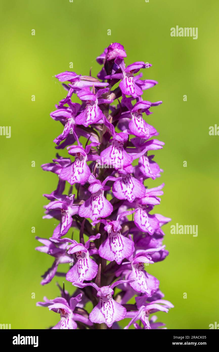 Gros plan d'une orchidée de marais de l'Ouest qui fleurit sur un pré Banque D'Images