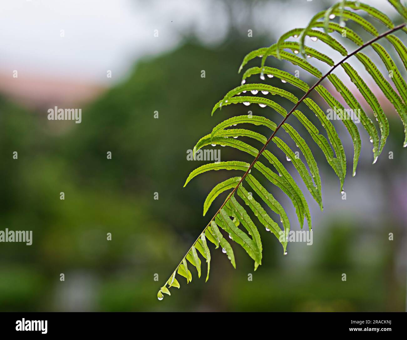 Gouttelettes d'eau sur la feuille verte concept environnemental photo des gouttes de pluie tombant des feuilles espace de copie pour votre conception. Banque D'Images