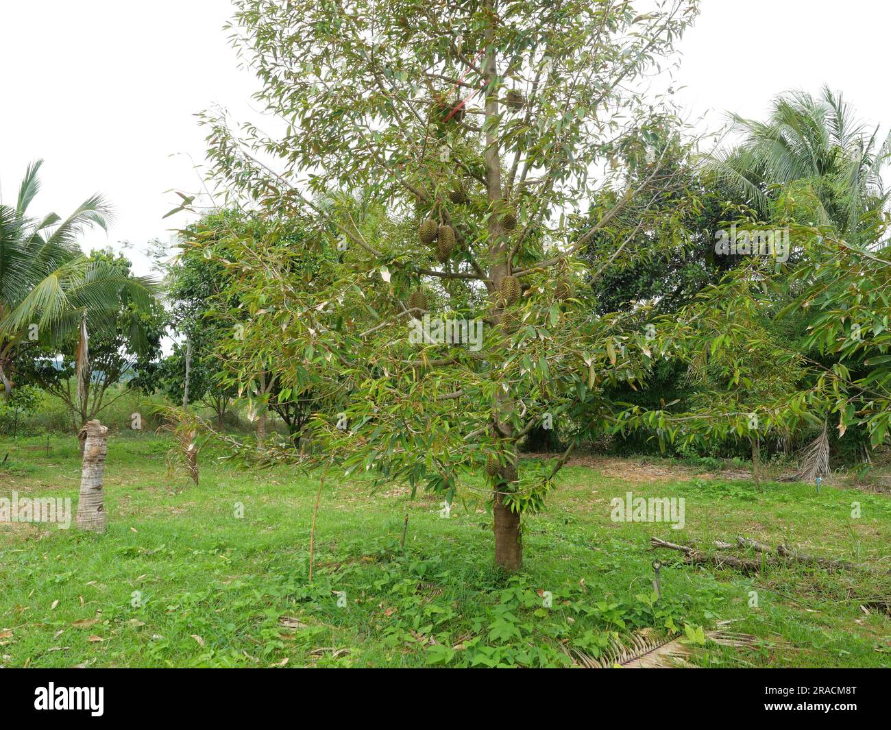 Fruit durian sur arbre dans une zone agricole tropicale, fruits odorants avec un goût délicieux en Thaïlande Banque D'Images