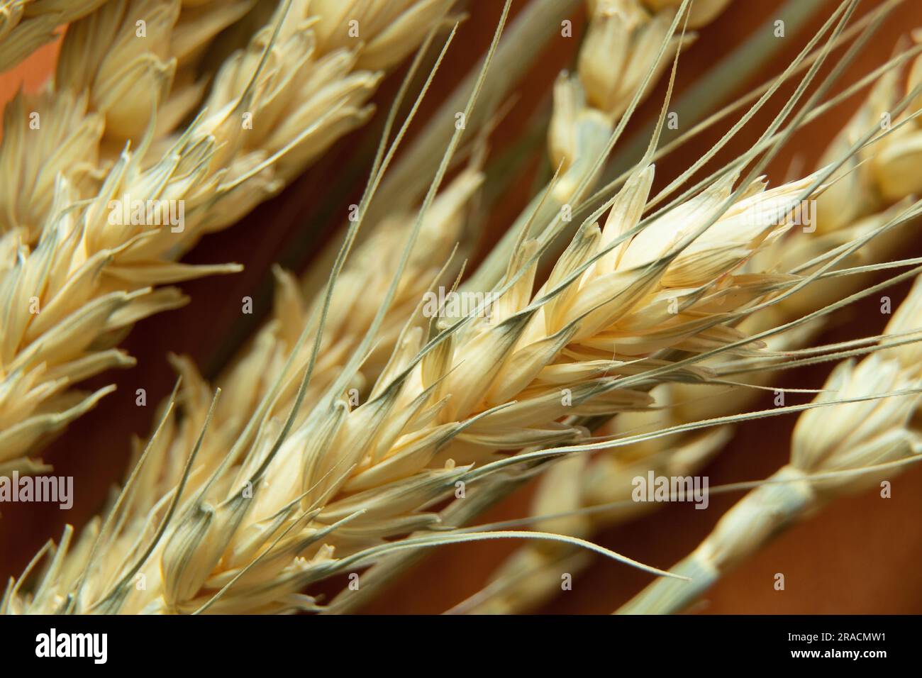 Épillets jaunes de blé macro photo, récolte, récolte en Ukraine Banque D'Images