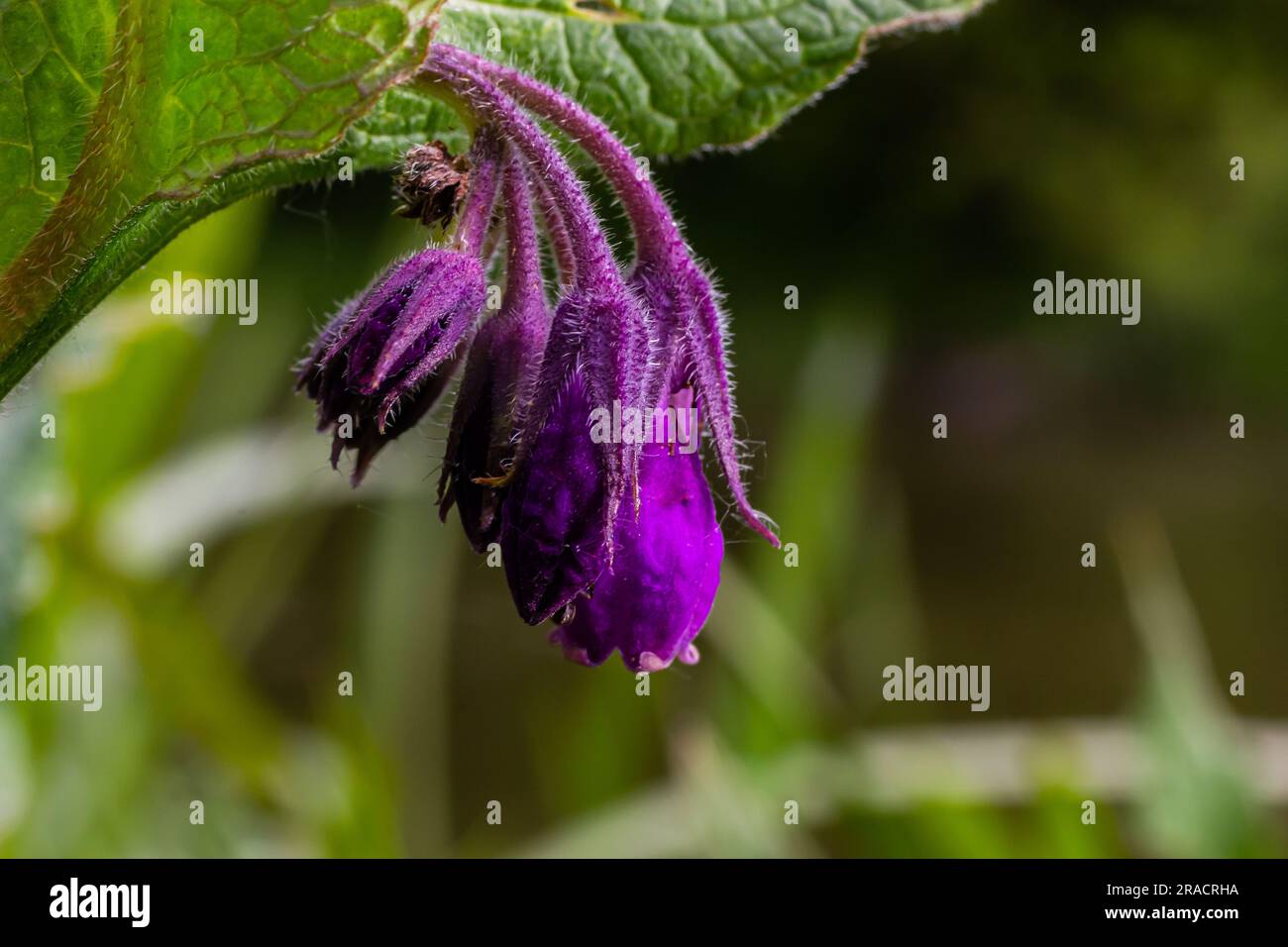 Dans la prairie, parmi les herbes sauvages, la comfréy Symphytum officinale fleurit. Banque D'Images