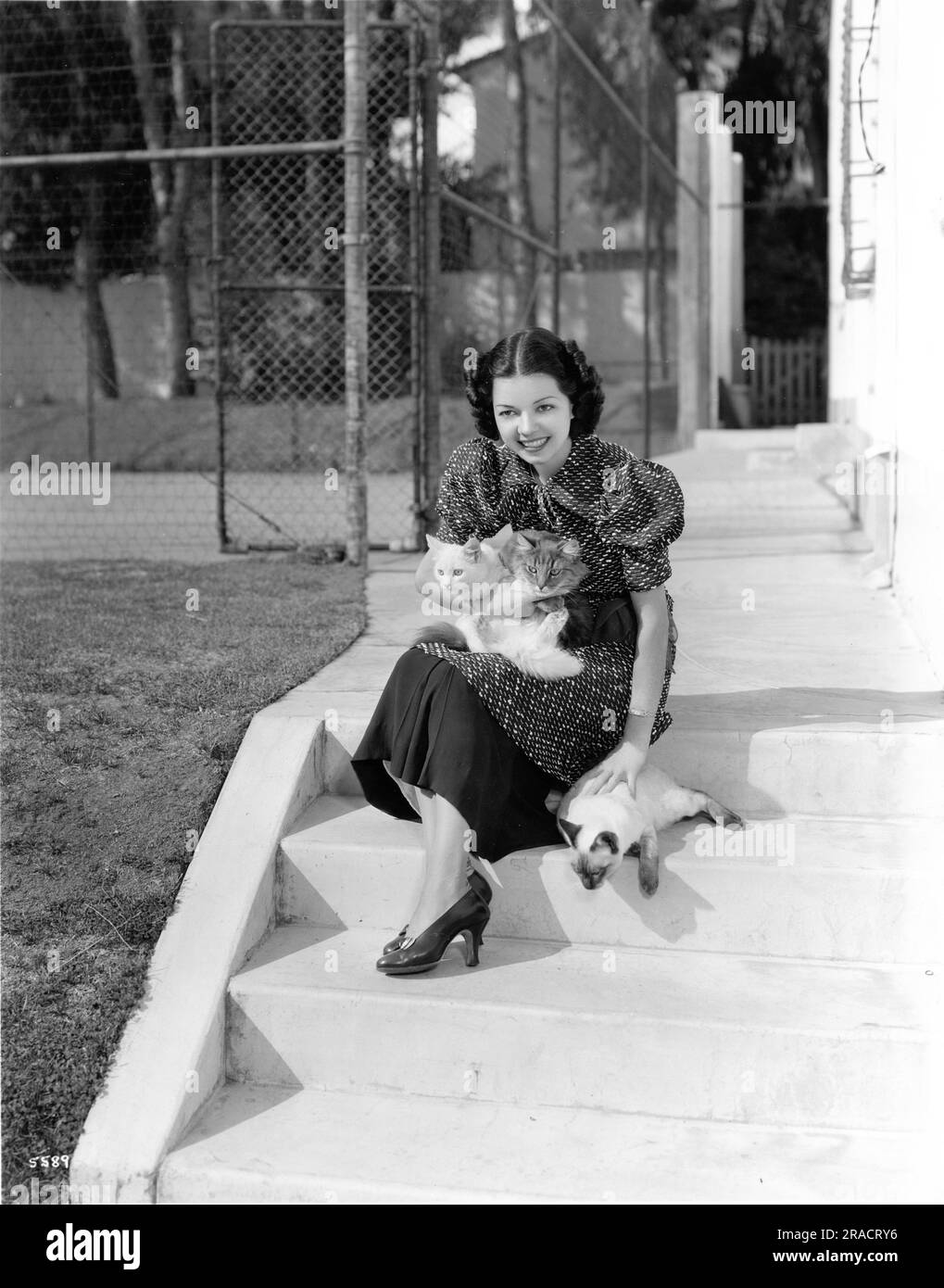 FRANCES LANGFORD 1936 portrait franc à la maison avec ses 3 chats par CLARENCE SINCLAIR BULL publicité pour Metro Goldwyn Mayer (MGM) Banque D'Images