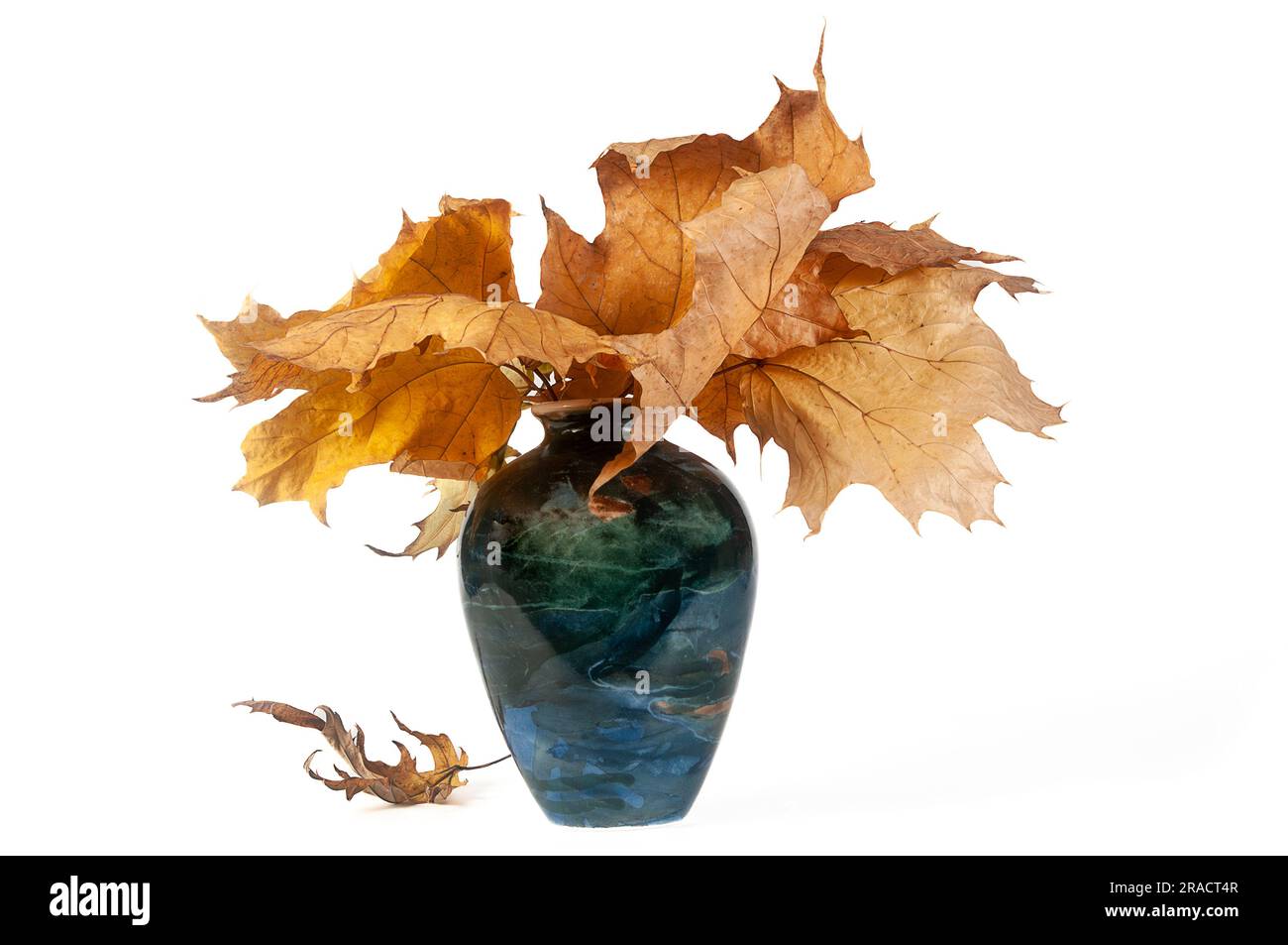 Vase chinois traditionnel en céramique bleue avec paquet de feuilles d'érable sur fond blanc : coupe d'automne parfaite pour votre conception Banque D'Images