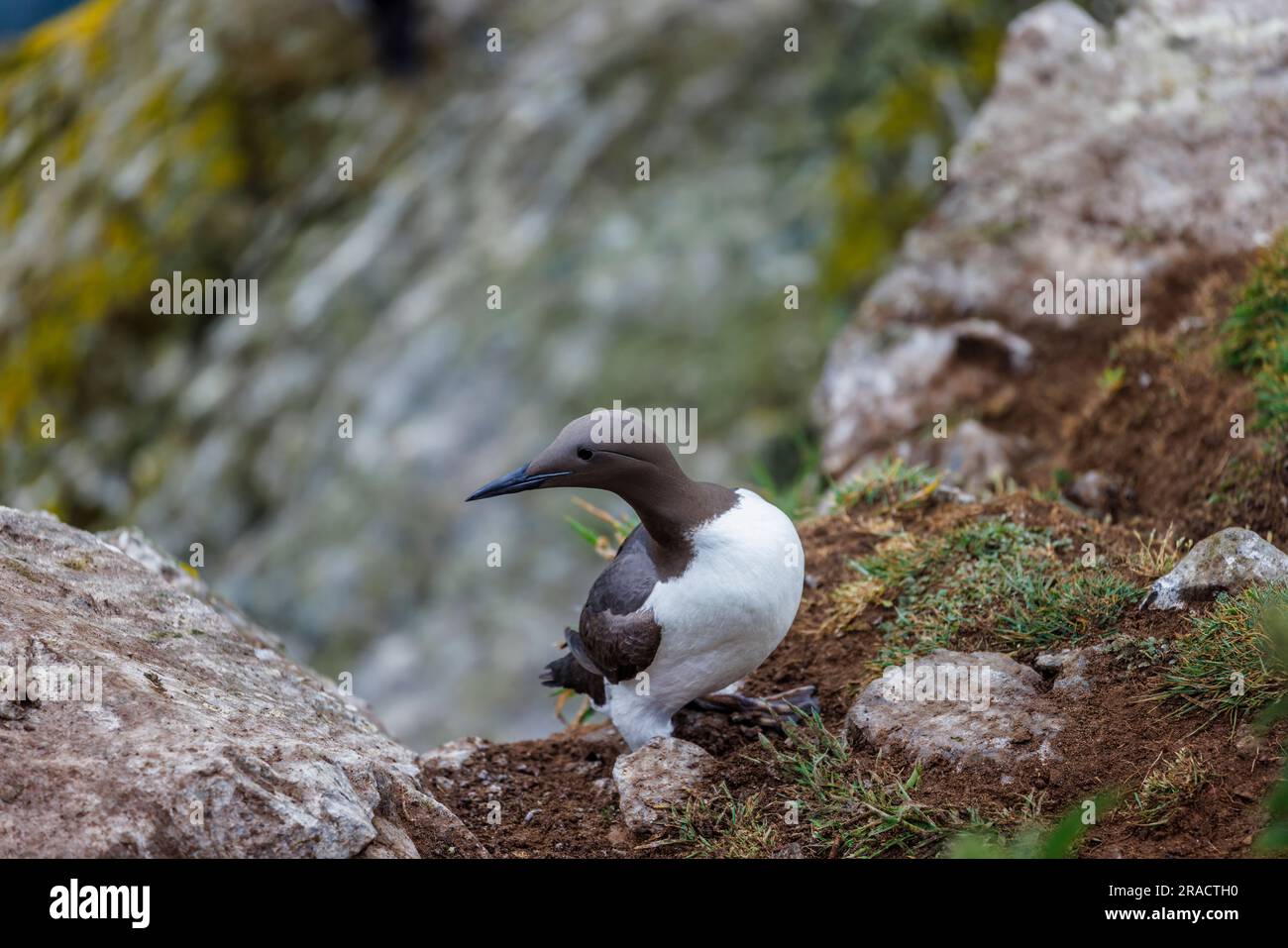 A Guillemot (Uria aalge) debout sur les falaises de North Haven sur Skomer, une île de Pembrokeshire près de Marloes, dans l'ouest du pays de Galles, bien connue pour sa faune Banque D'Images