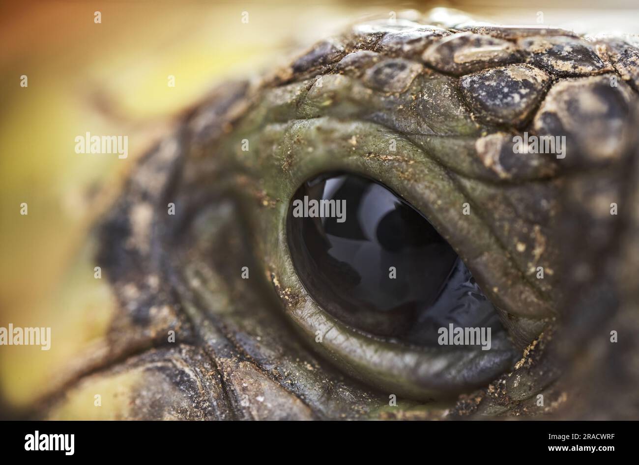 Gros plan d'un œil de tortue Banque D'Images