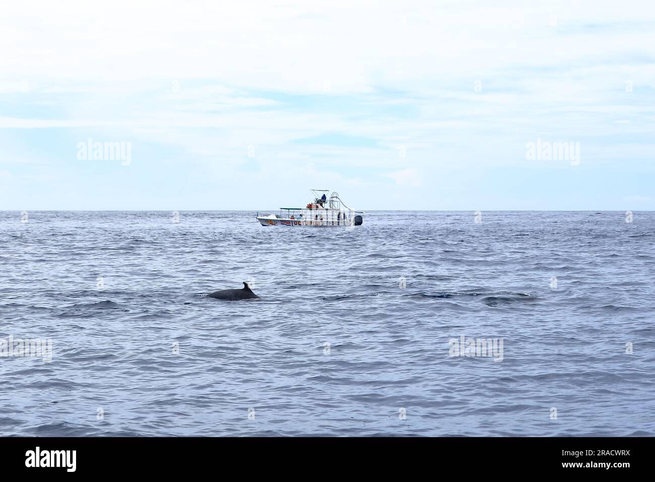 14 mars 2023 - Samara, Guanacaste au Costa Rica: Excursion en bateau pour observer les dauphins dans le Pacifique avec les dauphins devant Banque D'Images