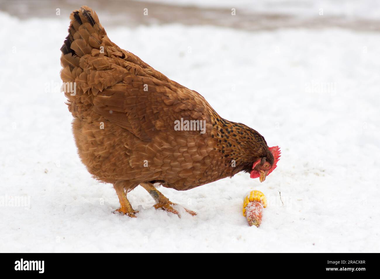 poulets domestiques mangeant du grain dans la neige Banque D'Images