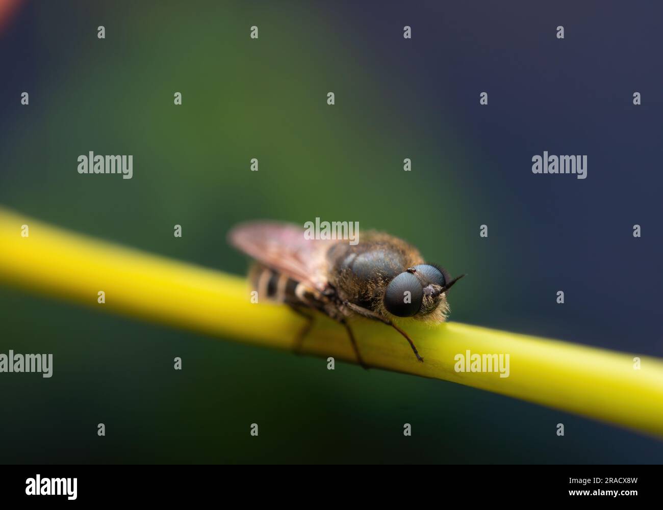 Gros plan macro d'insecte d'abeille sur un fond vert de plante Banque D'Images