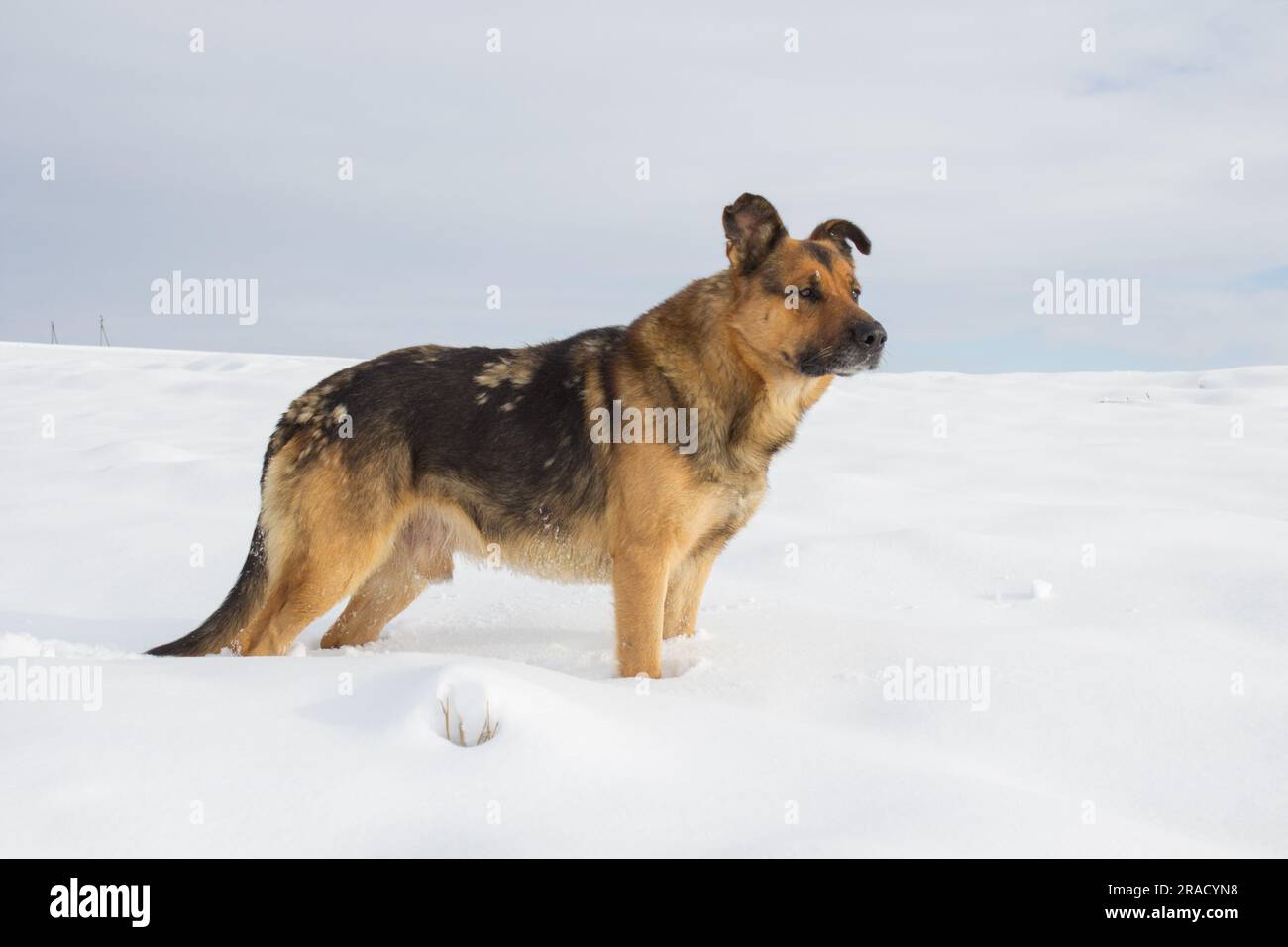 Le chien est un berger allemand en hiver dans les stands et chasses de champ Banque D'Images