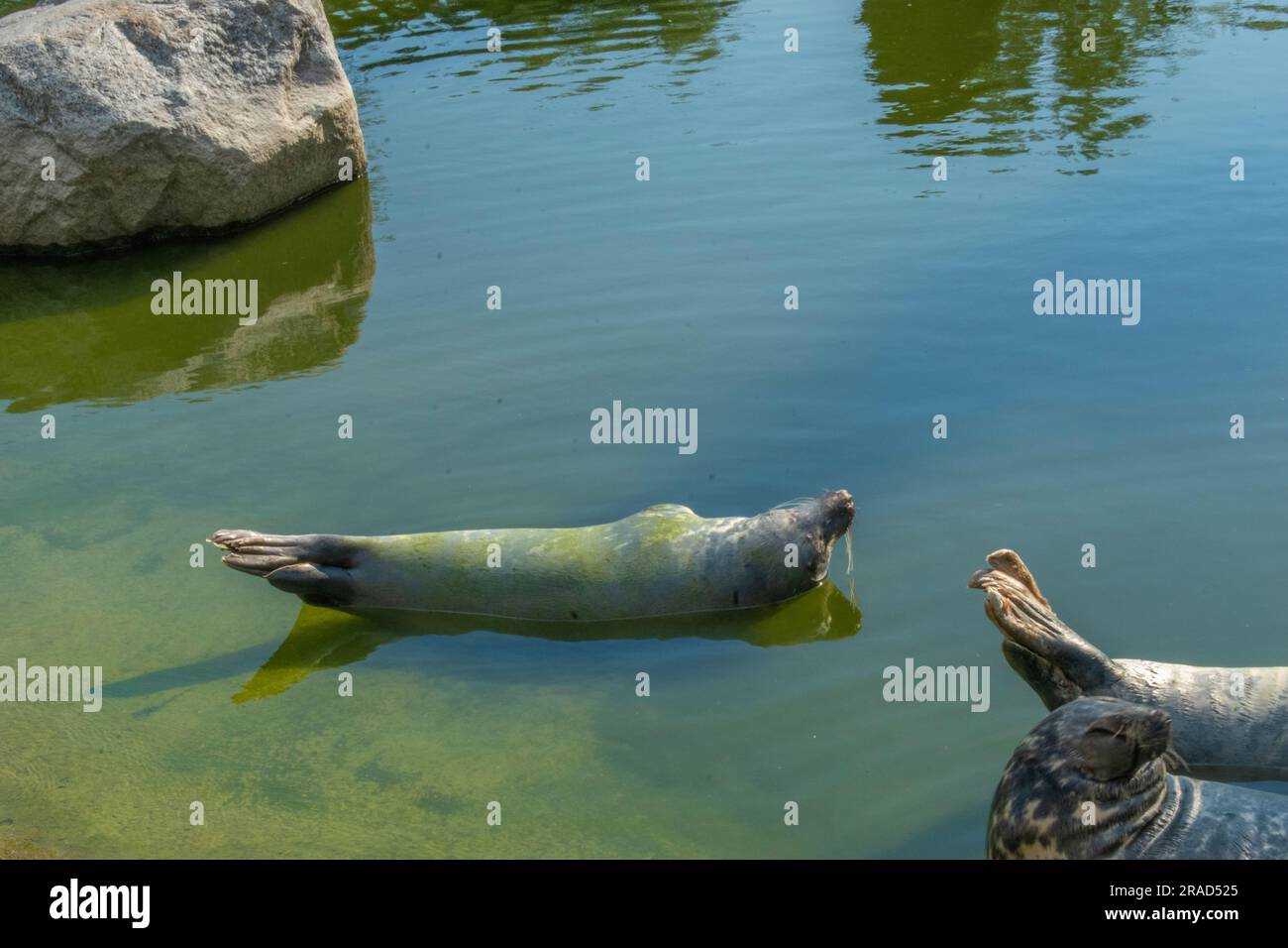 Découvrez le fascinant phoque gris, un mammifère marin habitant l'océan Atlantique Nord. Visitez le jardin zoologique de Varsovie pour observer ces majestueuses Banque D'Images