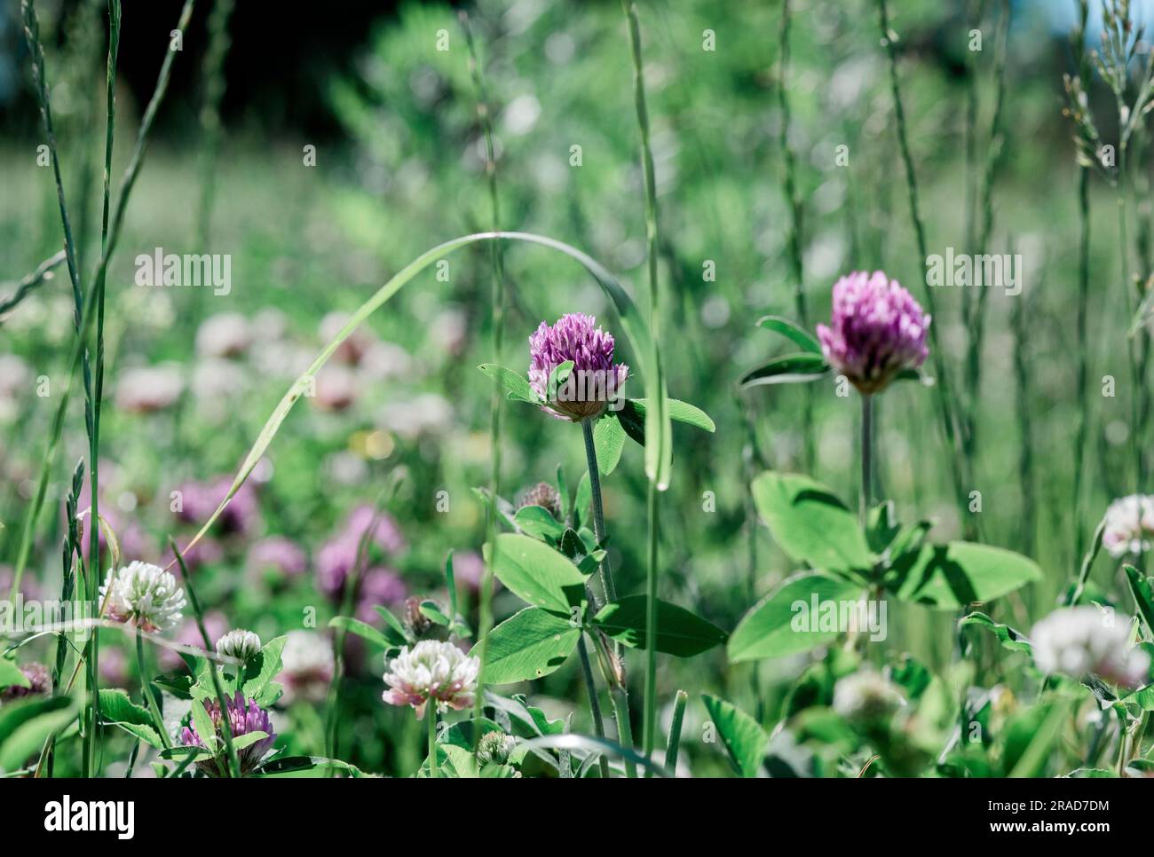 fleur pourpre dans un champ de vert en été Banque D'Images