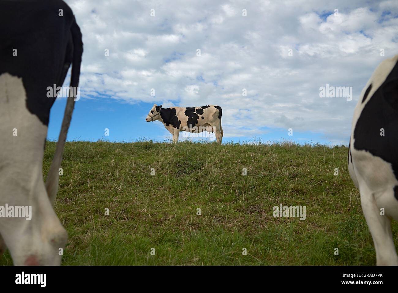 Vaches laitières saines debout au-dessus d'un champ vert en été Banque D'Images
