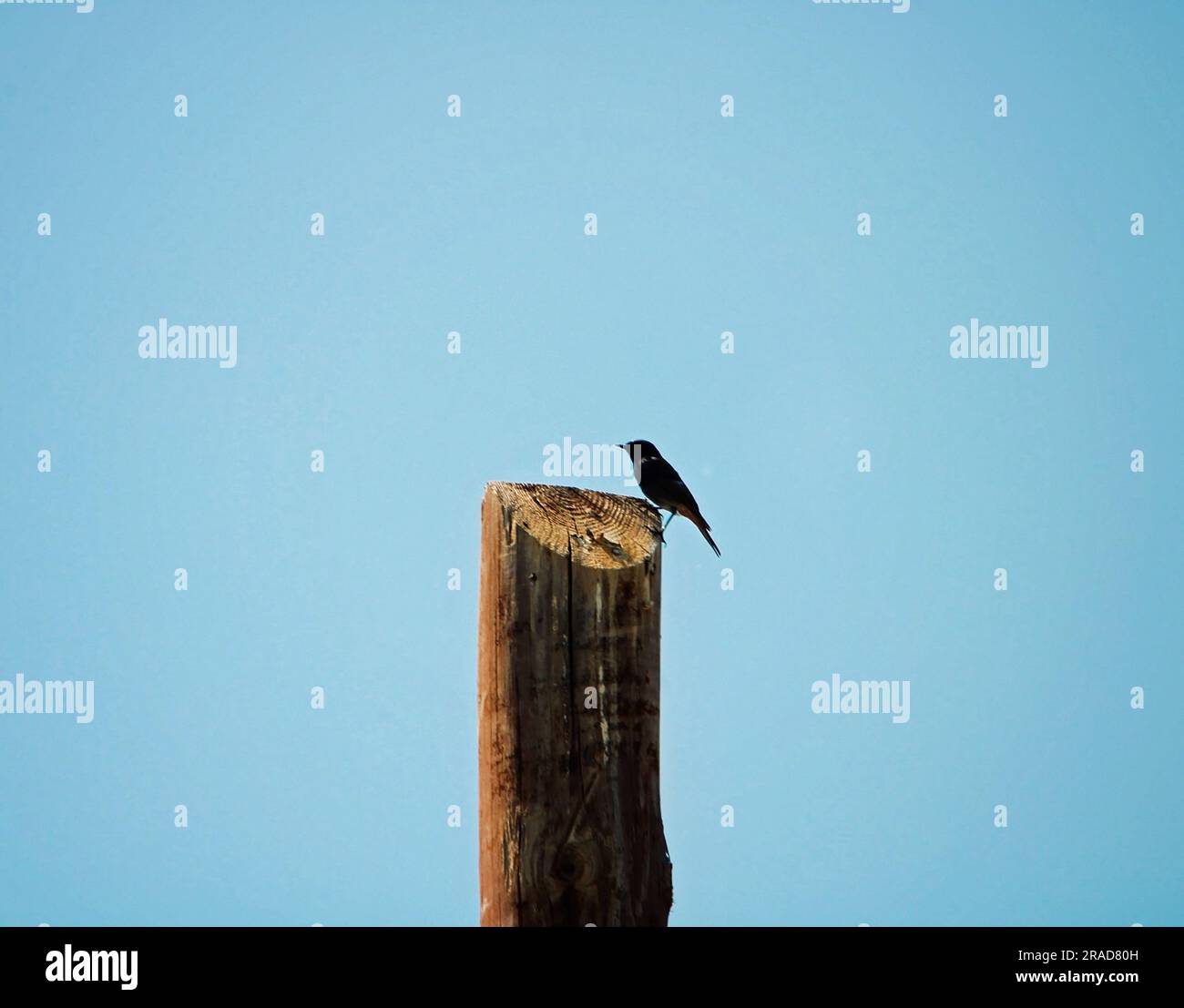 Oiseau noir sur un arbre. Banque D'Images