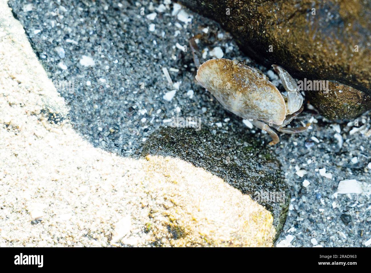 Vue depuis le dessus d'un petit crabe de Red Rock dans une piscine à marée sur la plage Banque D'Images