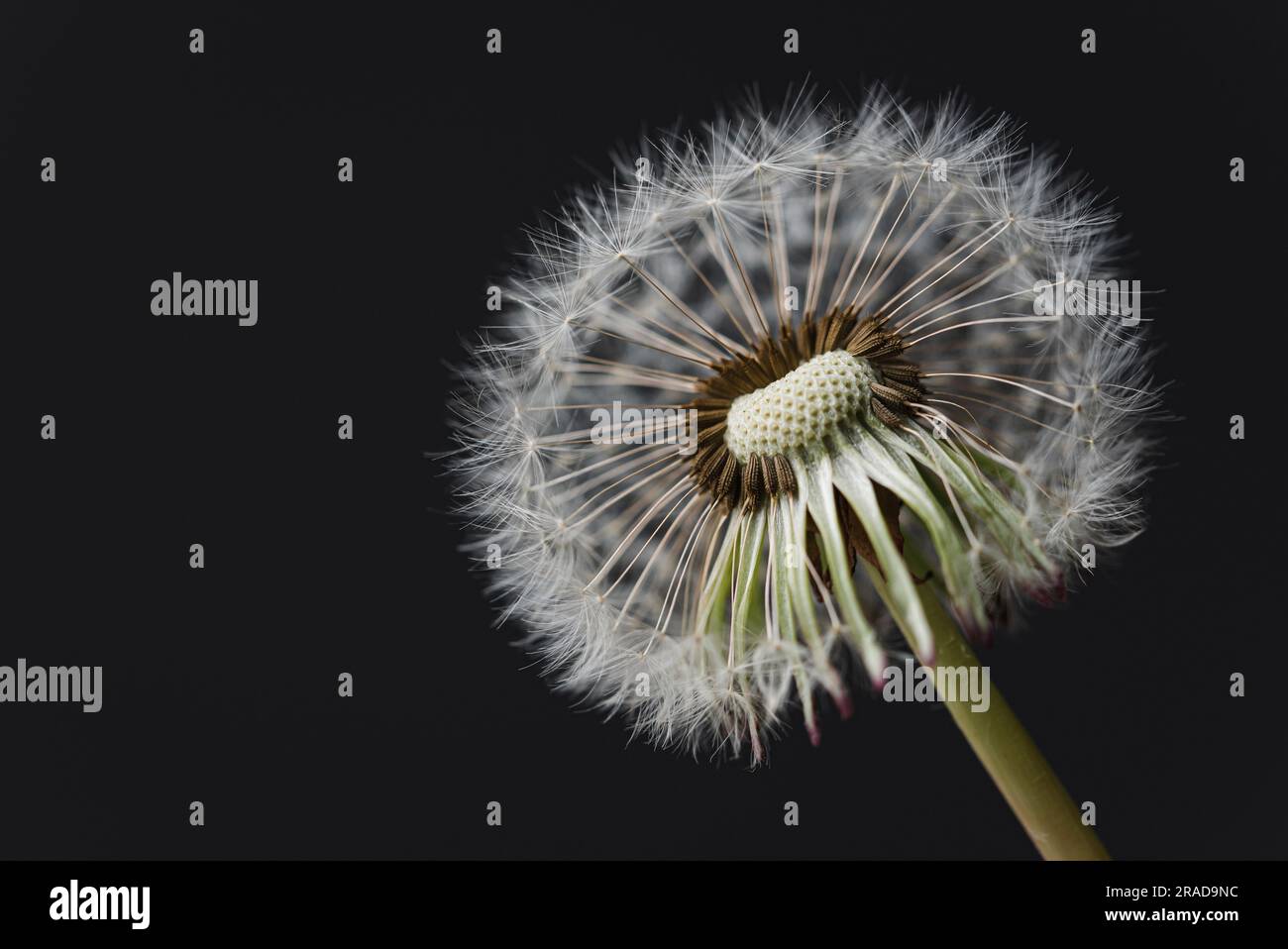 Gros plan de pissenlits de graines manquantes sur fond noir. Banque D'Images