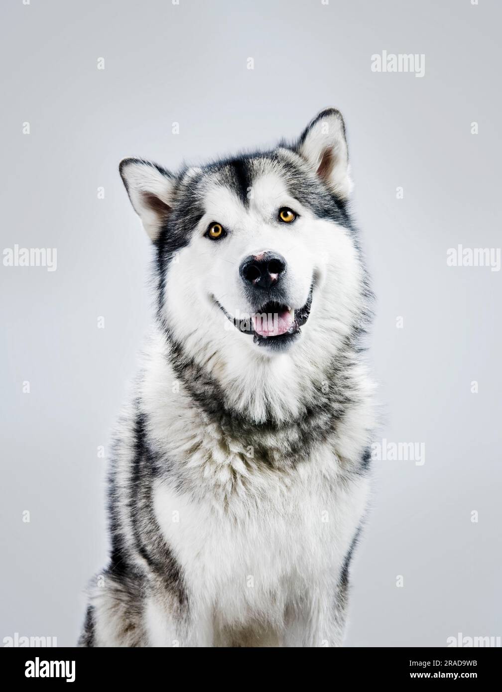 Chien dans un studio de photo se posant comme un modèle. Action humaine. Banque D'Images