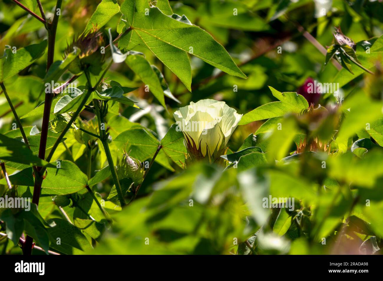 Délicates fleurs de coton jaune pâle au milieu du feuillage vert. Mise au point sélective. Israël Banque D'Images