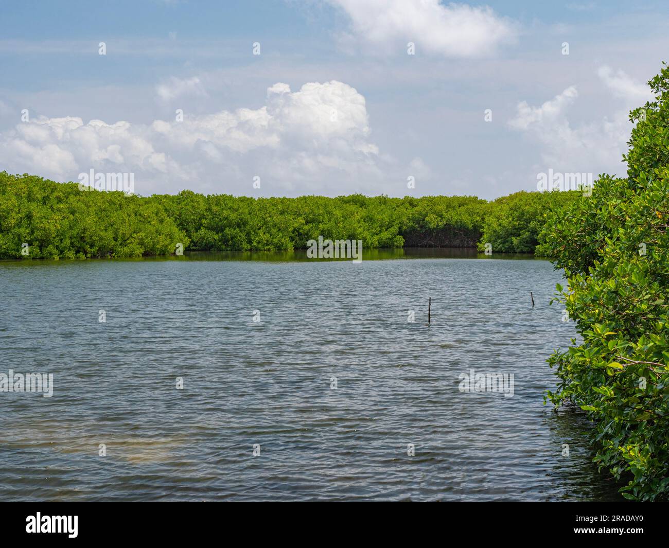 Forêts de mangroves sur Lac Bay, Lac Goto, Bonaire. Vous pouvez naviguer à travers elle avec un kayak. C'est une eau calme et un ciel nuageux. Il est dans une réserve naturelle. Banque D'Images