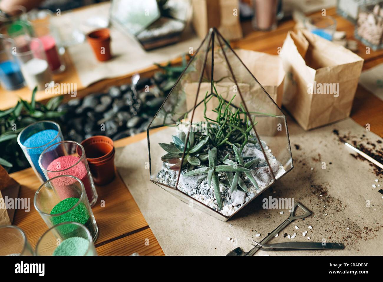 L'arrangement de fleuriste succulent des plantes naturelles dans le florarium de verre sur le décor de pierres en gros plan. création de composition d'art botanique avec des plantes de maison végétat Banque D'Images