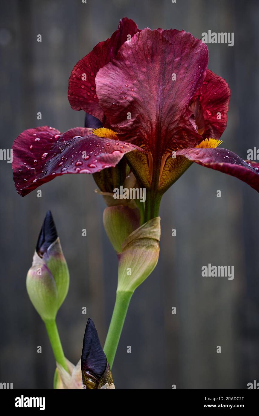 belle fleur d'iris fleur avec gouttes d'eau sur fond gris foncé Banque D'Images