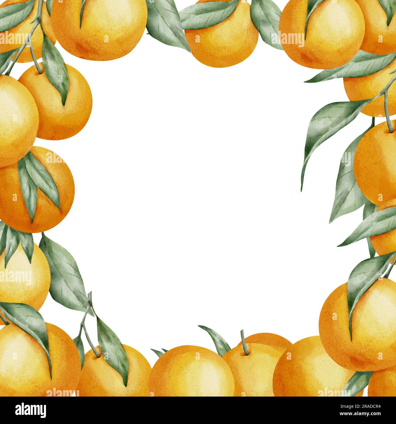 Cadre carré fruits orange. Illustration aquarelle dessinée à la main de la bordure avec des branches de Citrus sur fond blanc isolé. Dessin avec des mandarines et de la clémentine avec des feuilles vertes pour l'icône ou le logo. Banque D'Images