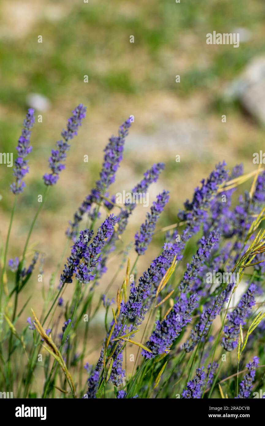 lavande méditerranéenne fraîche et sauvage poussant sur une colline près de split croatie Banque D'Images