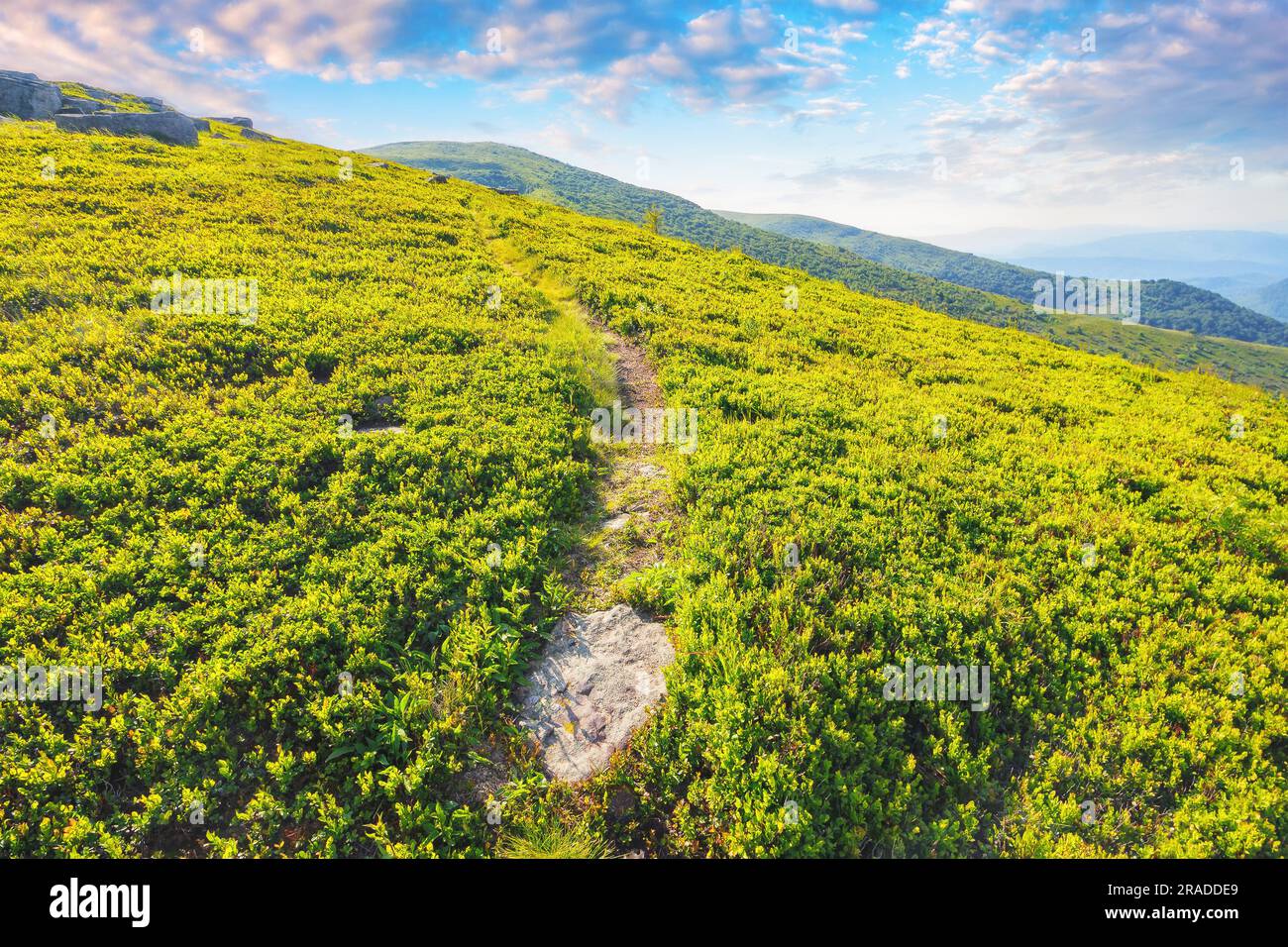 sentier étroit à travers la prairie alpine. magnifique paysage vallonné des carpates ukrainiens en été Banque D'Images