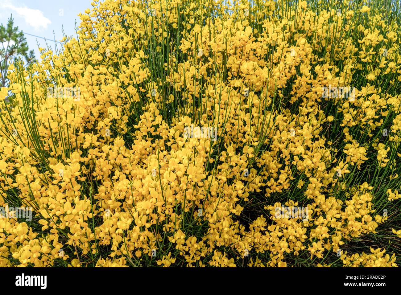 Vue rapprochée du spartium junceum, connu sous le nom de balai espagnol, balai de Rush, ou balai de tisserand, c'est une espèce de plante à fleurs de la famille des Fabaceae et Banque D'Images