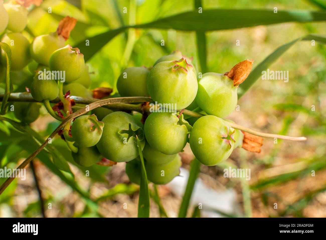 Gros plan sur la myrtille et les baies vertes. Plantation de bleuets Banque D'Images