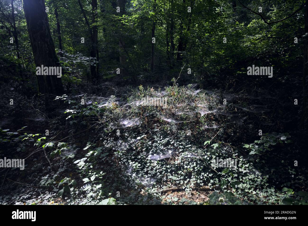 Buissons recouverts de toiles d'araignée par le bord d'un chemin dans un parc éclairé par le soleil Banque D'Images