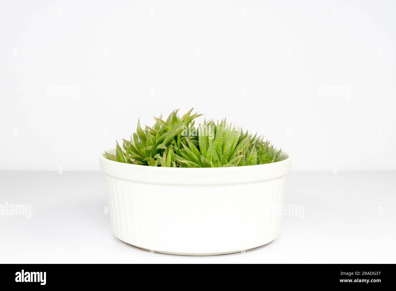 Haworthia avec une épaisse feuille translucide dans un beau pot en céramique isolé sur fond blanc Banque D'Images