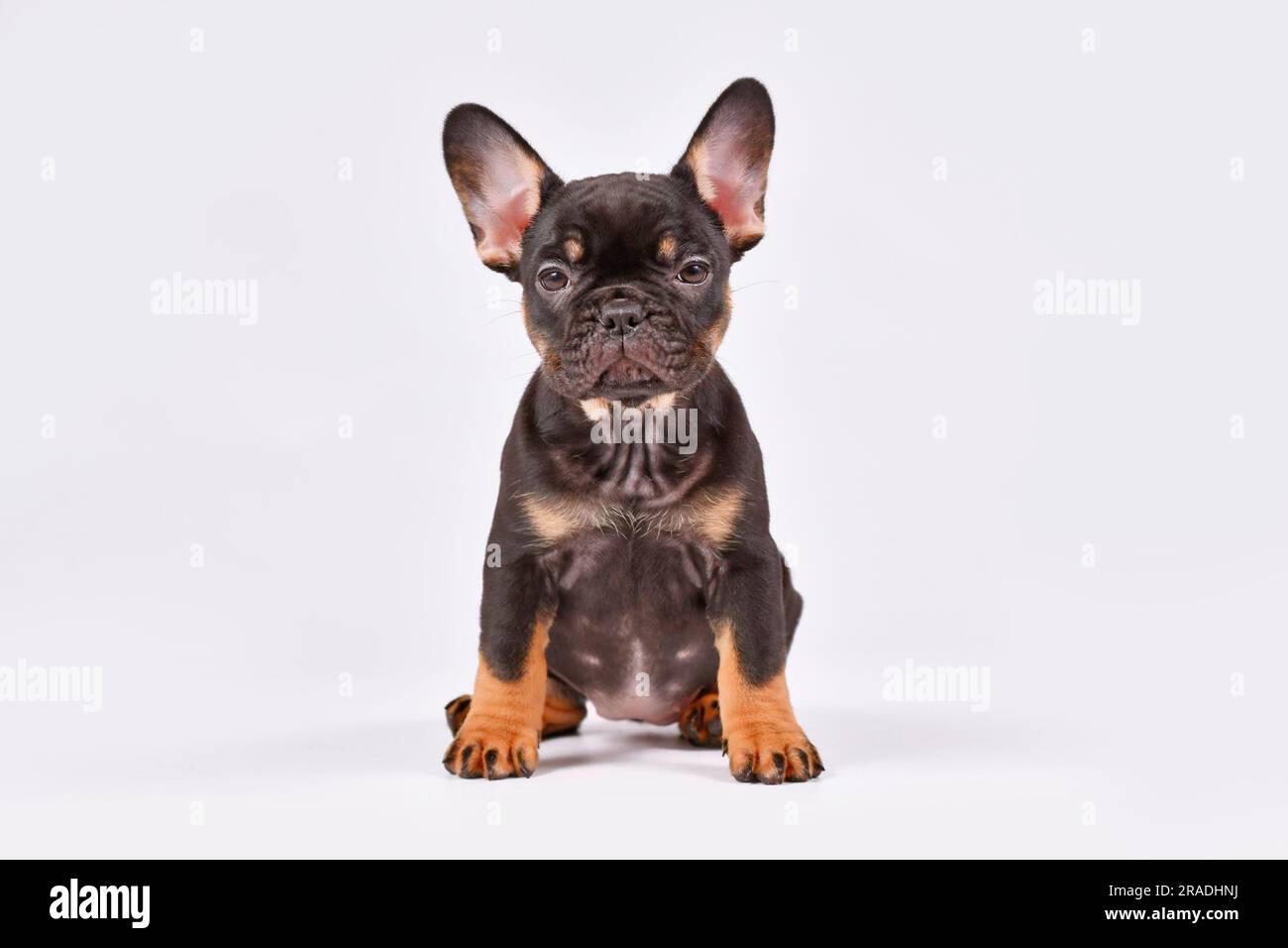 Havane chien Bulldog chiot sur fond blanc Banque D'Images