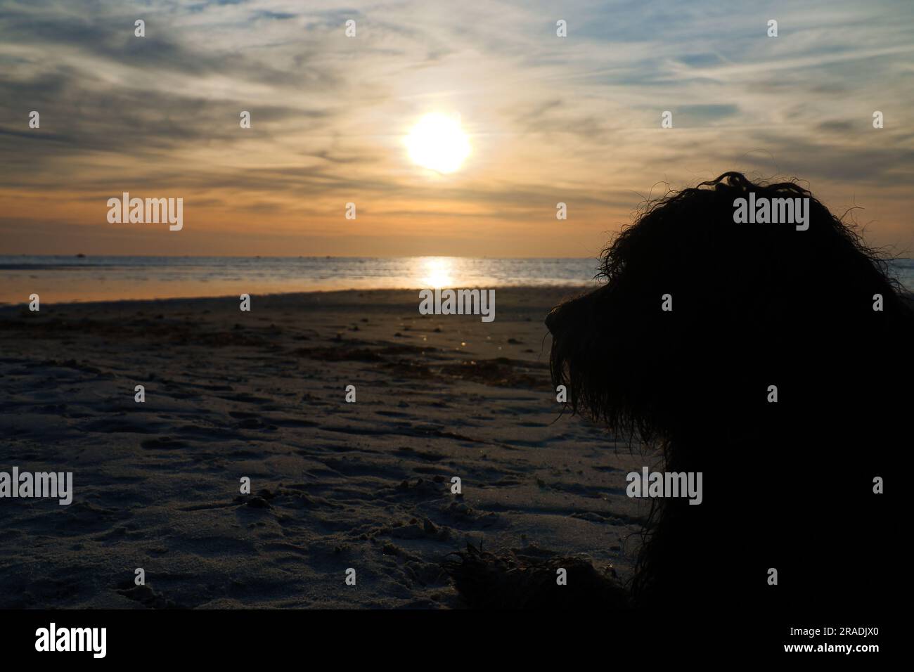 Coucher de soleil, chien couché surplombant la plage de sable jusqu'à la mer illuminée. Ondes lumineuses. Île de Poel sur la mer Baltique. Photo de la nature de la côte Banque D'Images