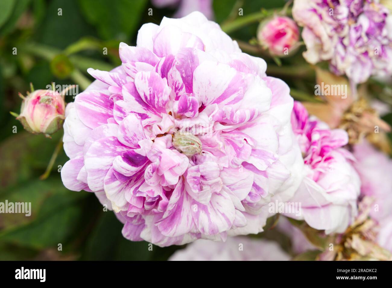 Fleur de rose gallica rayée multicolore, Rosa Tricolore de Flandre dans le jardin britannique juin Banque D'Images