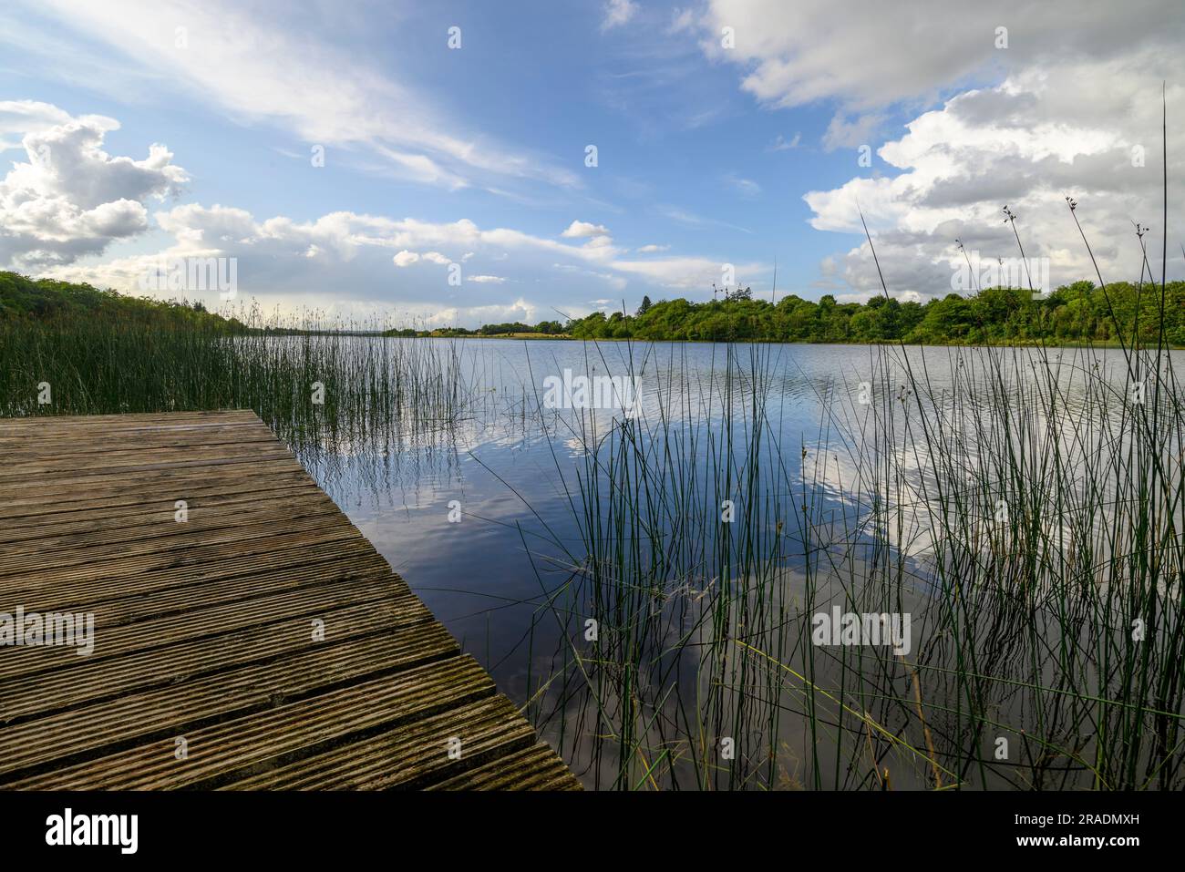 Roseaux, jetée en bois, eau, reflet, nuages blancs, ciel bleu Banque D'Images