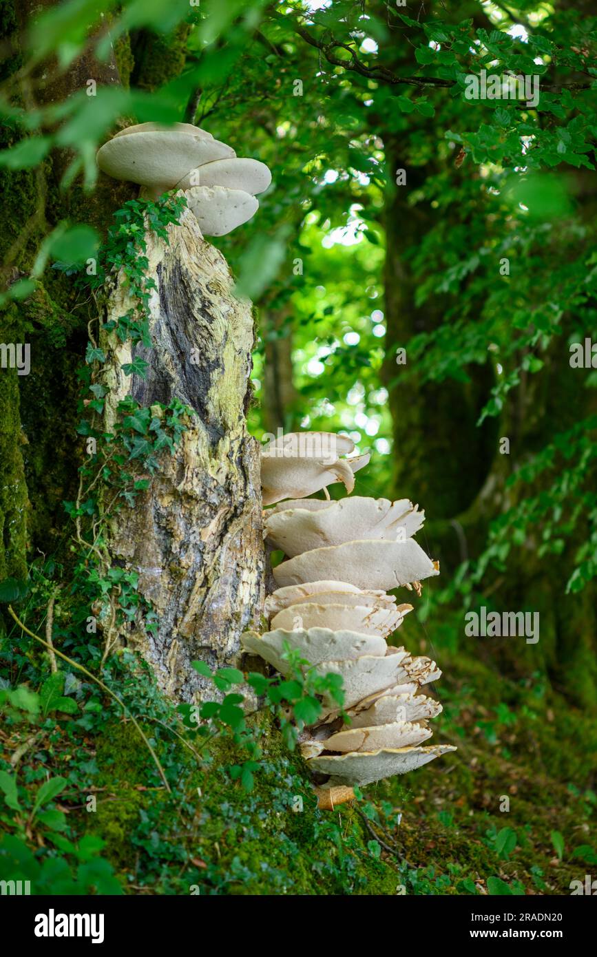 Champignon d'arbre blanc Banque D'Images