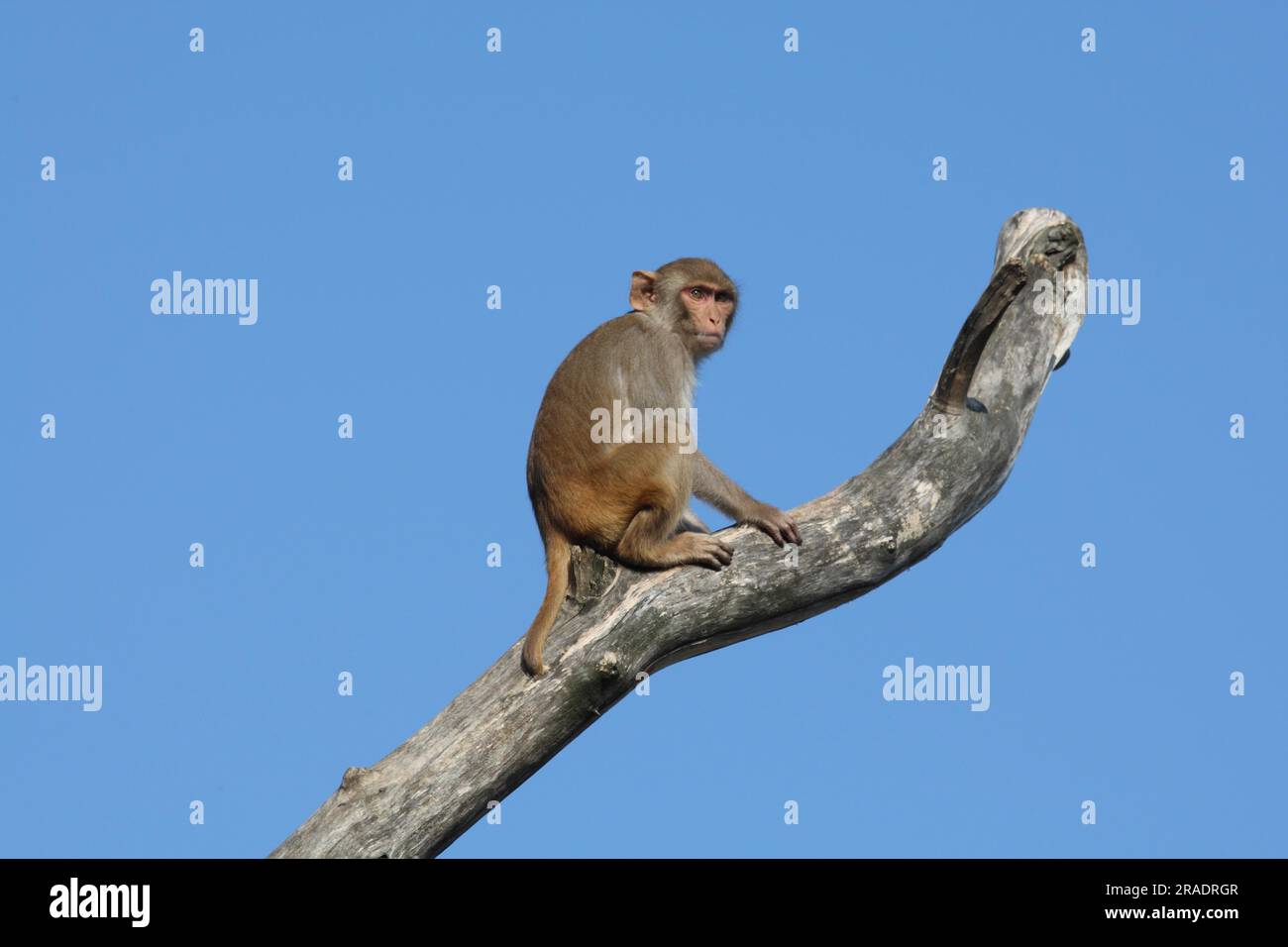 Macaque Rhésus (Macaca mulatta) Banque D'Images