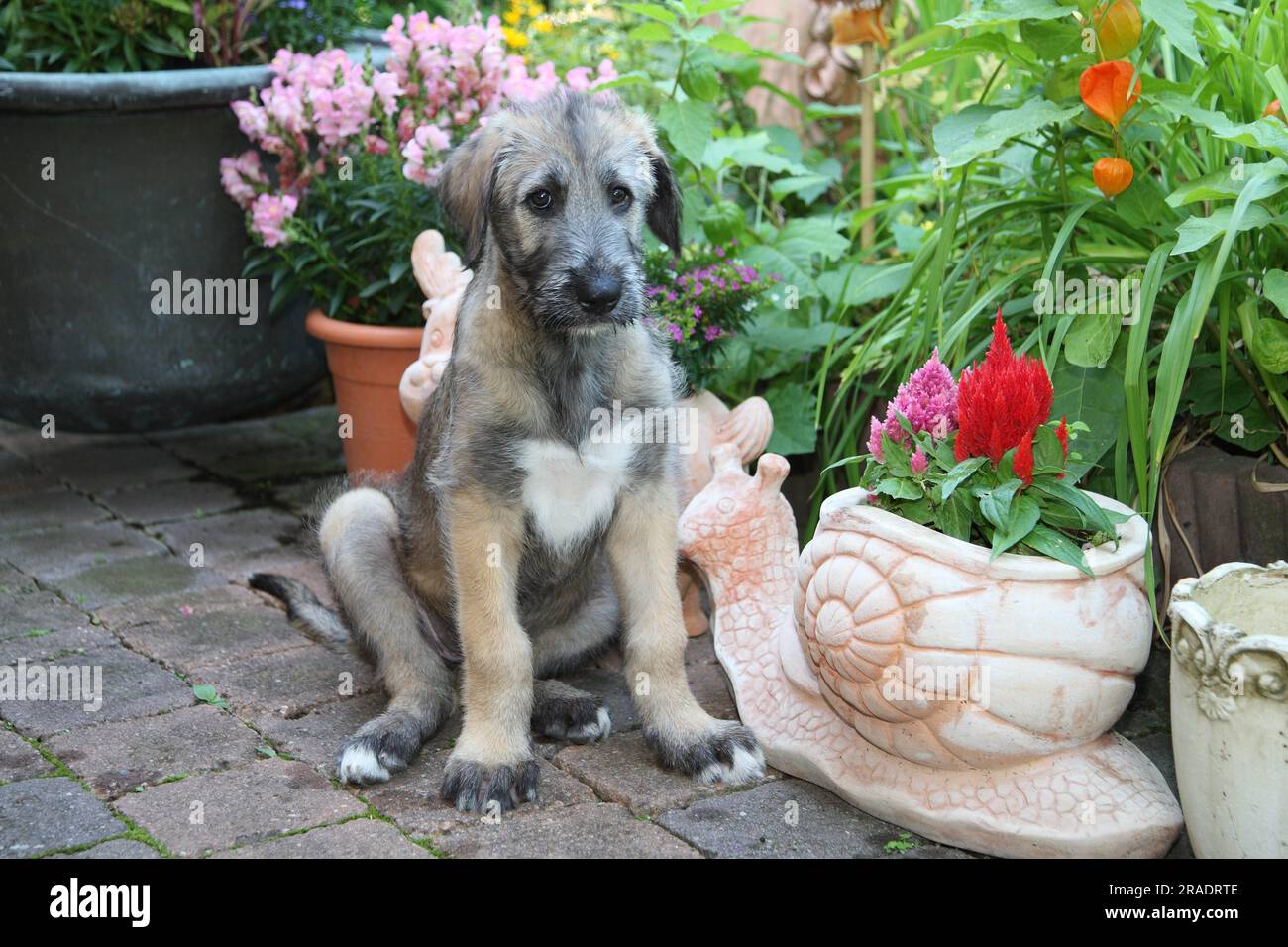 Jeune chien de chasse irlandais FCI, norme no 160 sur une figure de jardin Banque D'Images