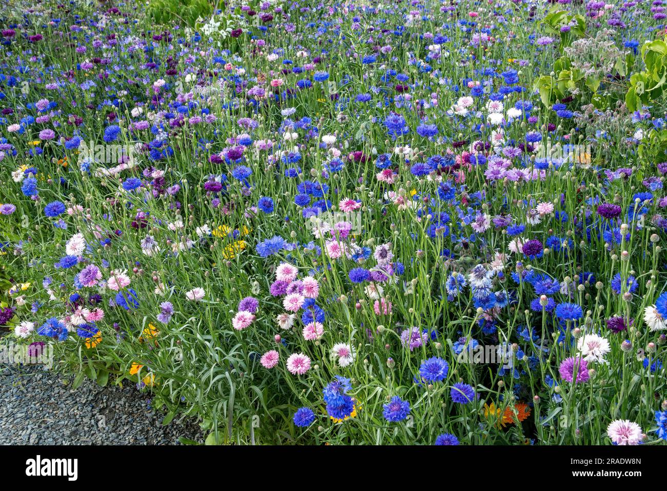 Arrangements de jardin et affichages floraux Banque D'Images