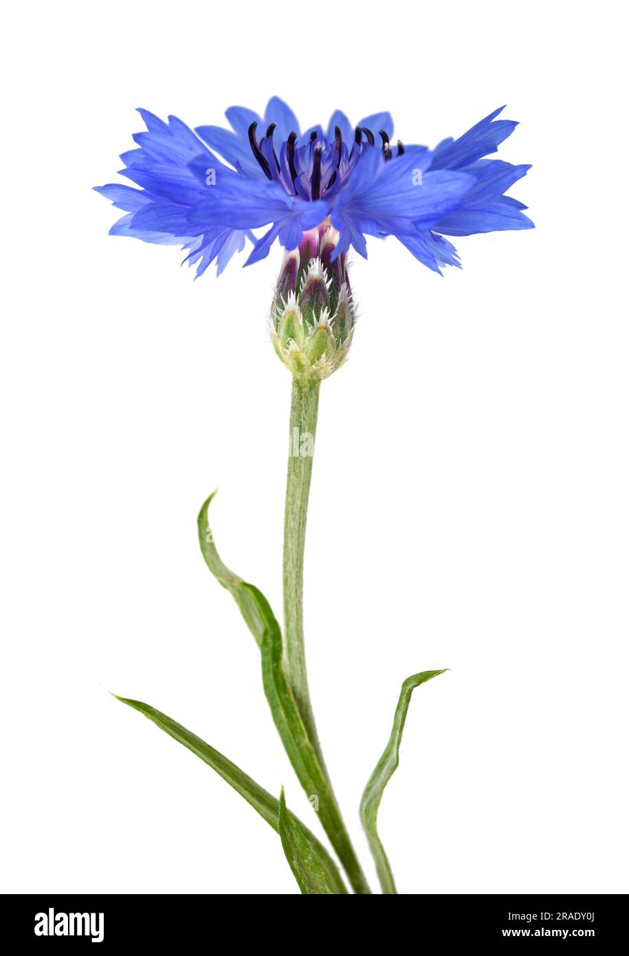 Bleuet bleu isolé sur fond blanc Banque D'Images