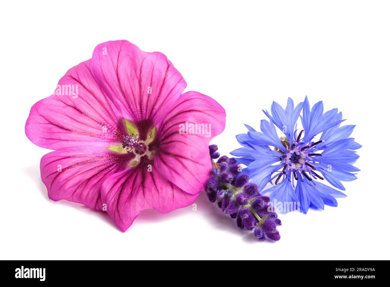 Mélanger les fleurs officinales isolées sur fond blanc Banque D'Images