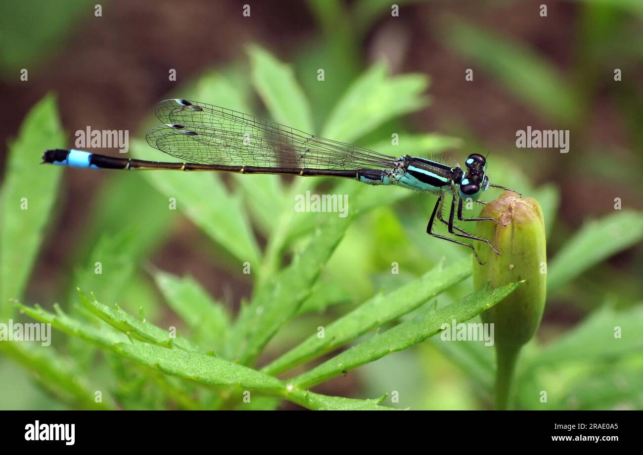 Grande mouche à queue bleue (Ischnula elegans) Banque D'Images