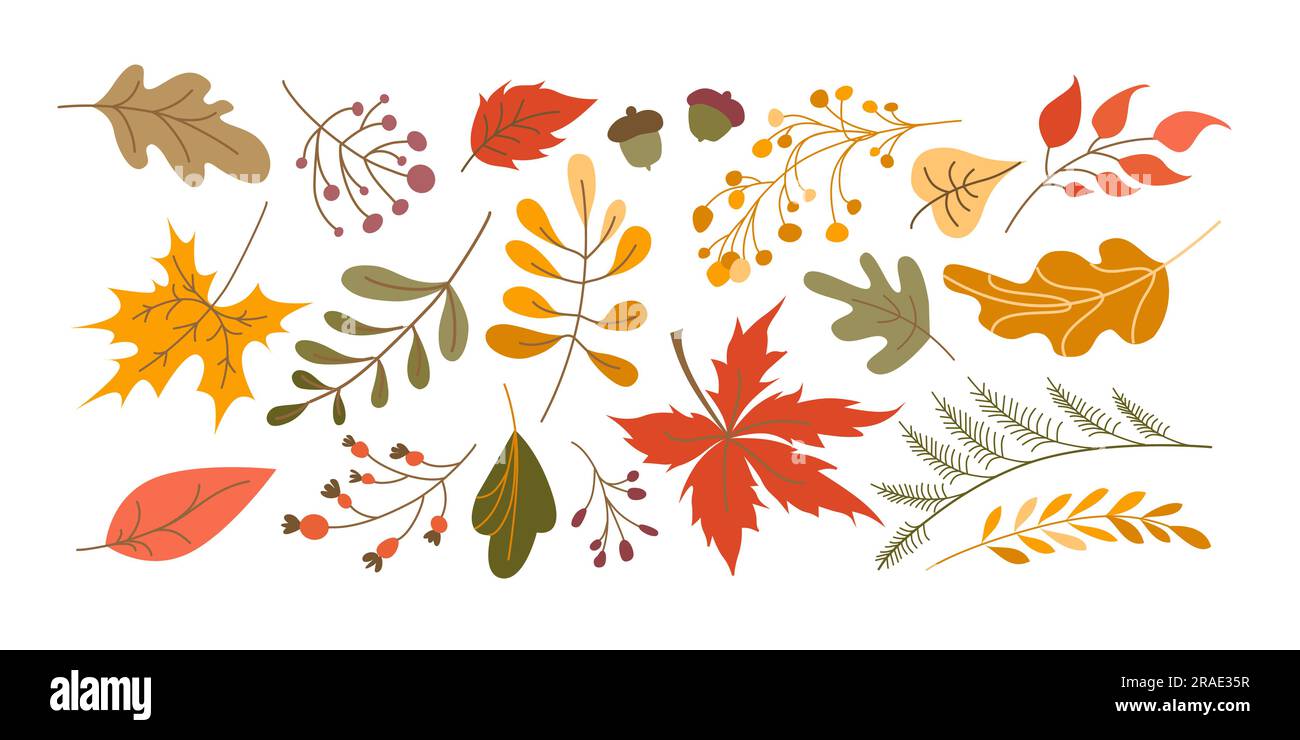 Ensemble vectoriel de feuilles style de dessin animé. Collection de feuilles et baies d'automne, isolée sur fond blanc Illustration de Vecteur