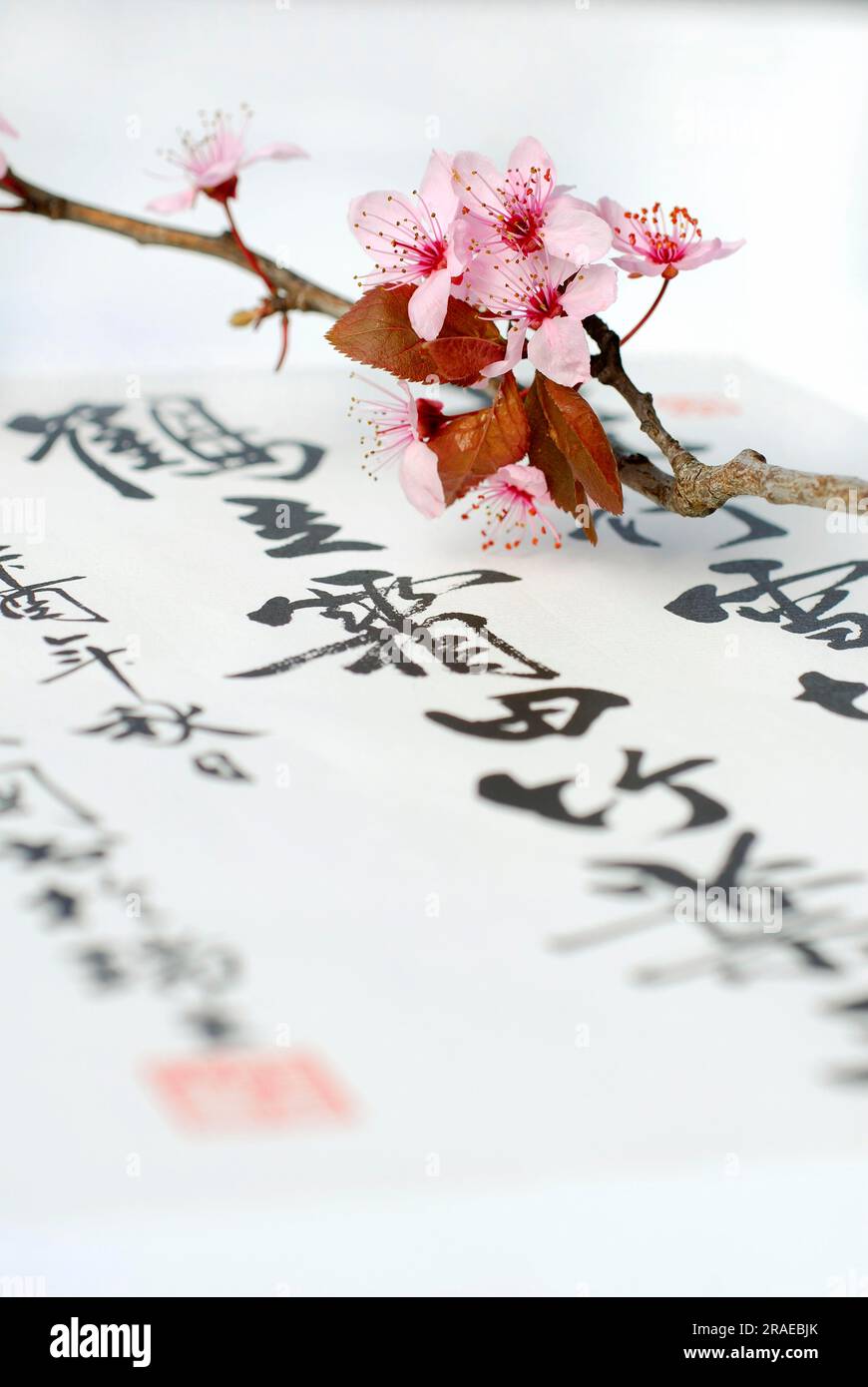 Périne et calligraphie japonaise (Prunus cerasifera, fleurs de prunier, prunier de sang, personnages Banque D'Images
