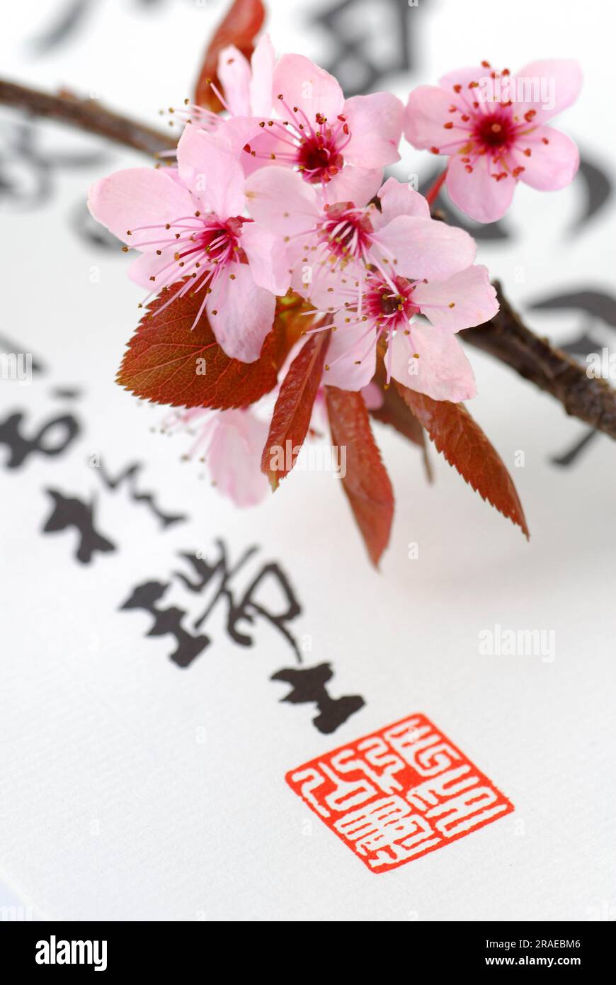 Périne et calligraphie japonaise (Prunus cerasifera, fleurs de prunier, prunier de sang, personnages Banque D'Images