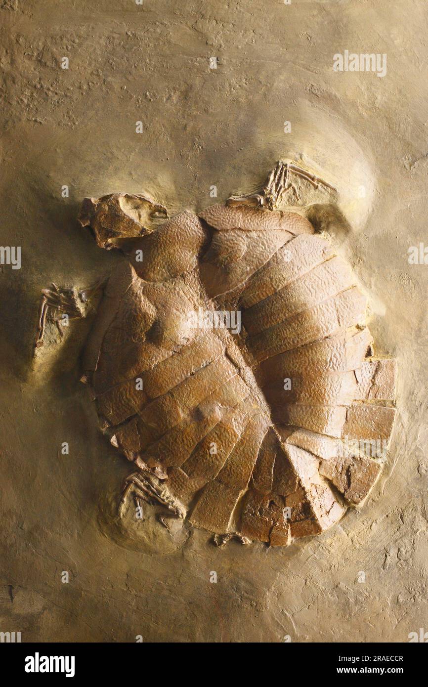 Tortue fossile, Mine Messel, Hesse, Allemagne (Allaeochelys crassesculptata) Banque D'Images